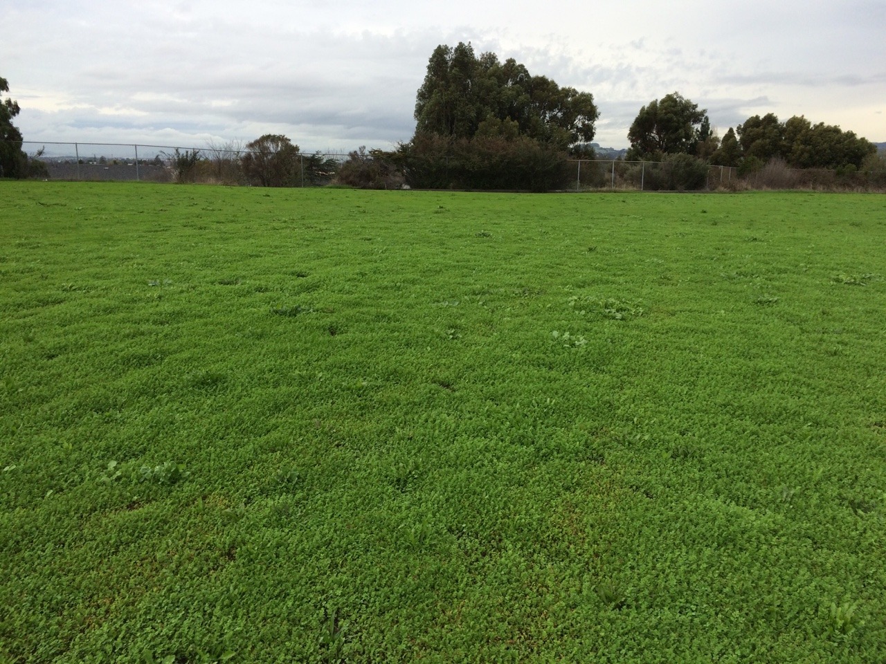 lextas:  There’s a field near my school completely made of weeds 