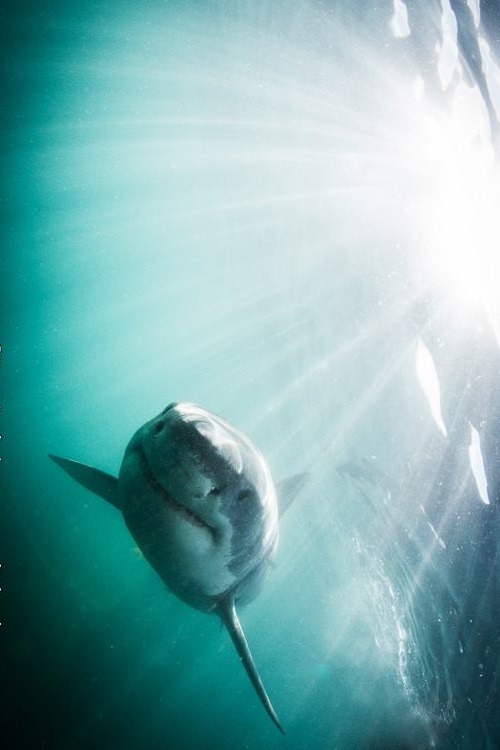wolverxne:  White Shark, South Africa | by: { Morne Hardenberg }   