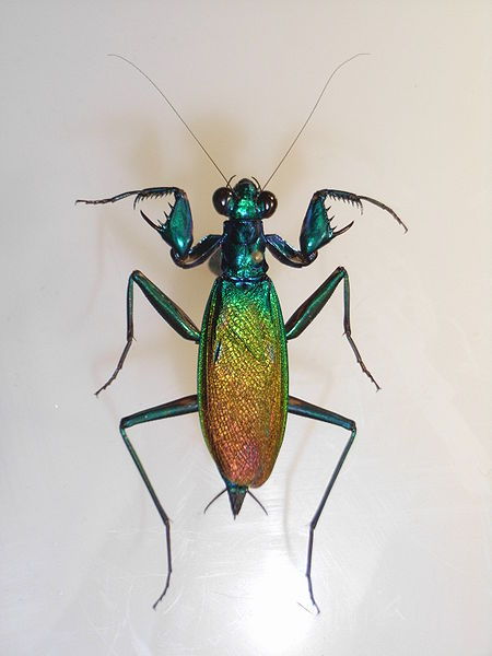 astronomy-to-zoology:  Metallyticus splendidus …is an extraordinary species of