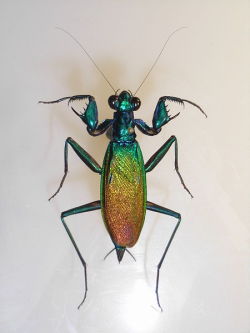 astronomy-to-zoology:  Metallyticus splendidus …is an extraordinary species of Metallyticid mantis which is spread throughout Southeast Asia. M. splendidus is most well noted for its striking iridescent rainbow coloration and short body, these features