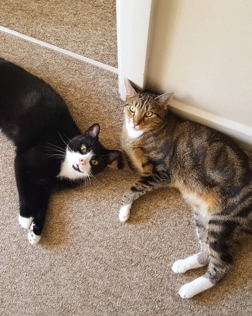 My children. #cats #catsofinstagram #allthecats
