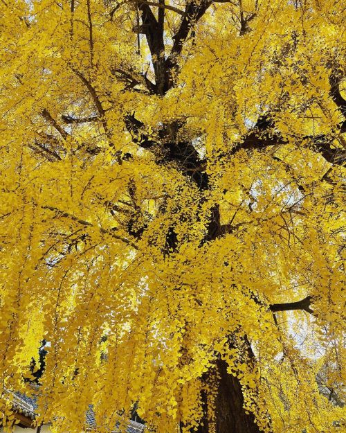 圧倒的黄色 . #パワーチャージ #大銀杏 #ginkgo #yellow #丹生酒殿神社 #autumnleaves #autumncolors #shrine #鳥居 (丹生酒殿神社) https