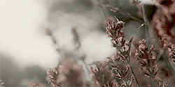 renaissaence:  Arthur &amp; Molly Weasley  Arthur played the role of a well-meaning,