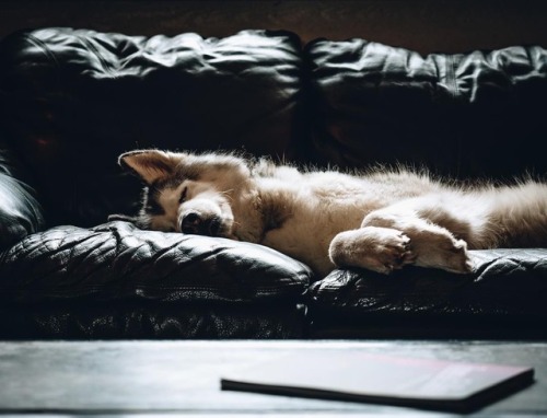 crisscomedulcesdecolores: atraversso: Credit: Loki the Wolfdog ♥