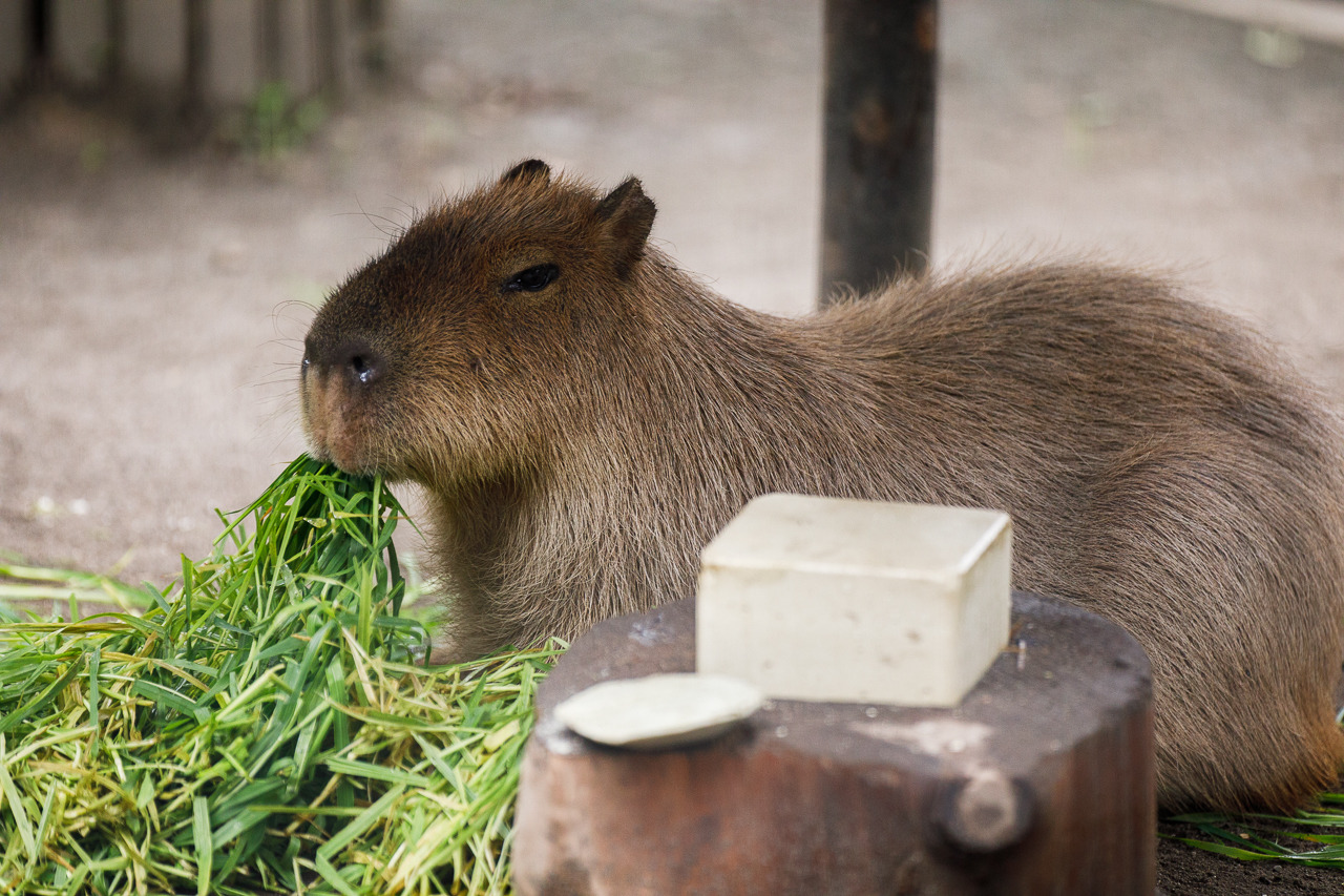 The Daily Capybara