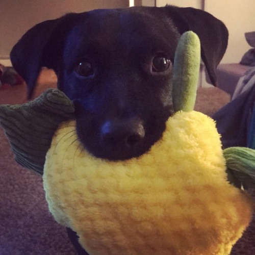 anoldsoulinayoungbody:Koda would say Merry Christmas, but she won’t put her toy down long enough to