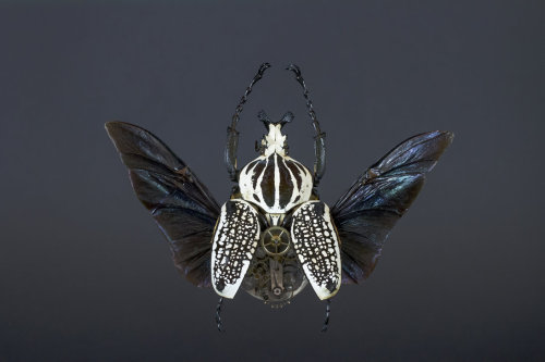 staceythinx:  MeCre (mechanical creatures) by Gaby Wormann 