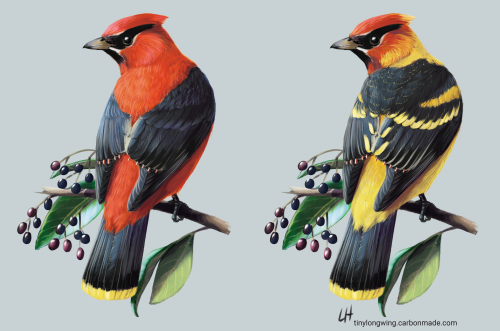 I recently finished a really fun private commission! These are speculative hybrids - Cedar Waxwing c