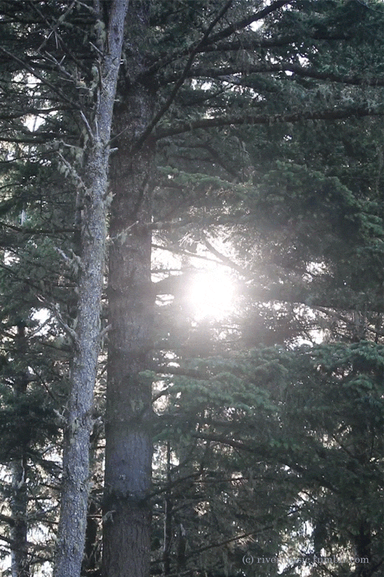 tumblr_pb2i9roZcz1vj0ol1o1_540.gifv