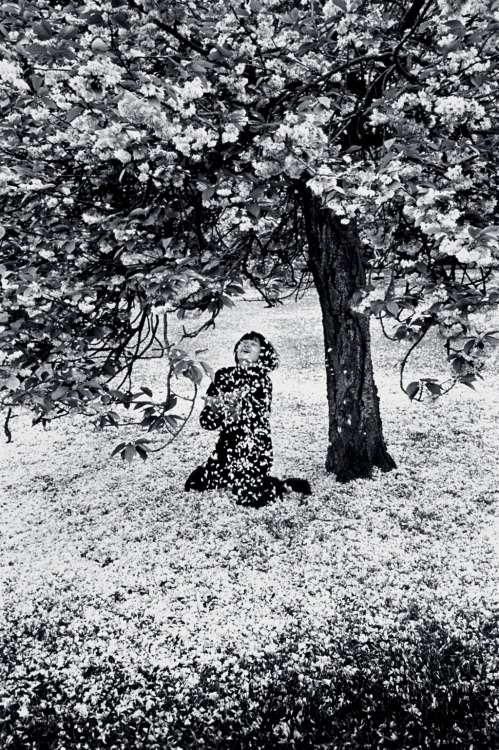 last-picture-show: Edouard Boubat, Parc de Sceaux, Cerisiers Japonais, Paris, 1983