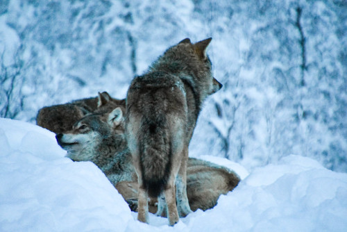 wilkpreriowy: Eurasian wolves (Canis lupus lupus)Polar Park, Bardu, Norwayby Audrey Golden