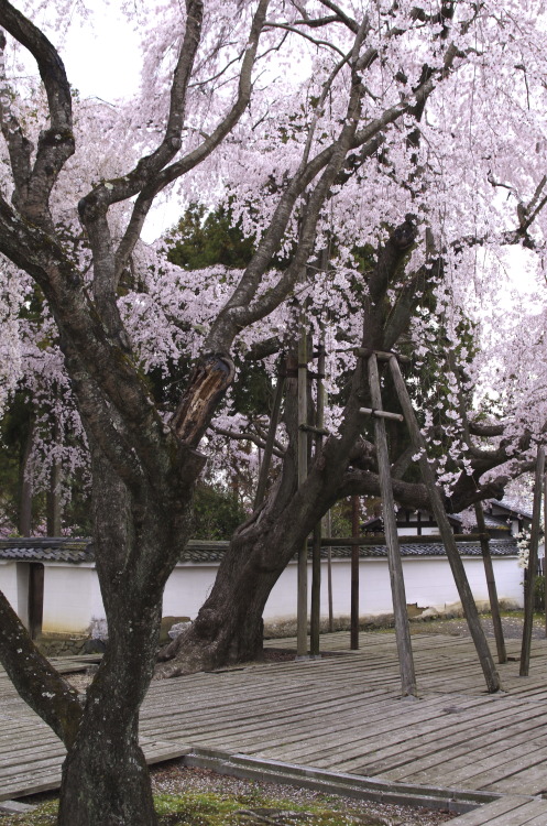 醍醐の枝垂れ桜（Daigoji Temple：Kyoto） 絵のような景色。 今年の桜はとてもきれいでした。 また来年。