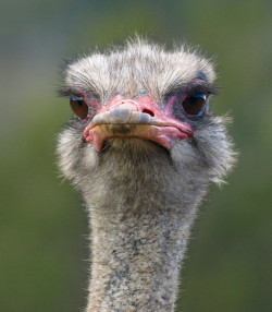 theanimalblog:  Ostrich. Photo by maureen_g