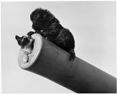 Mascots of the Corvette HMCS Forest Hill,K486, on its 4 inch gun, 1945.There is no service history f