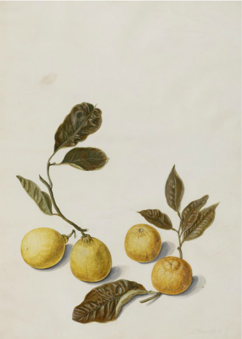 Jan Moninckx, Citrus Nobilis, 1686-1706. Watercolor on parchment. © University of Amsterdam