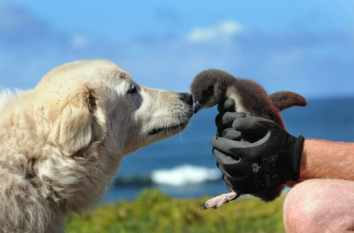 livestockguardiangod:Maremma Sheepdog serving as a penguin protection dog in Australia, source.