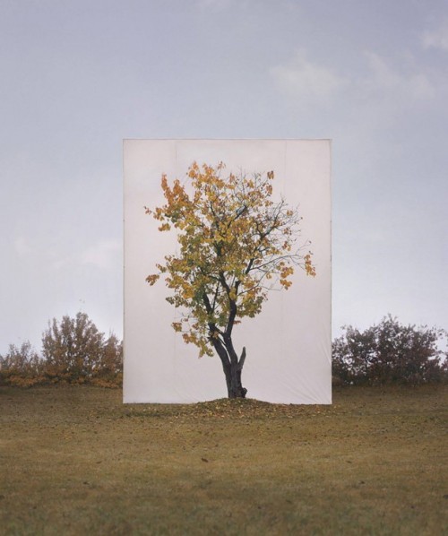 escapekit:TreeSouth Korea-based artist Myoung Ho Lee frames trees to create beautiful natural p