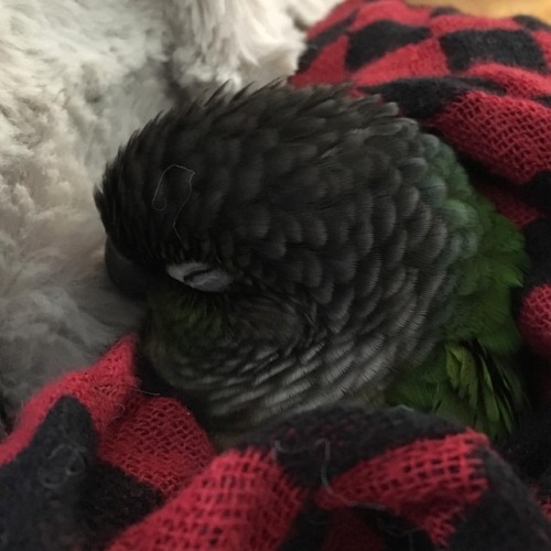 Matcha is always sleeping#matcha #matchamanju #conure #greencheekconure #parrot #birdsofinstagram 