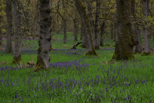 Kinclaven Bluebell Wood, Perthshire, ScotlandIt was quite a delight to walk through these woods and 