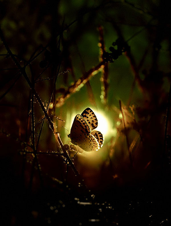 odditiesoflife:  Finding Gold in Nature  Beautiful macro photos by Emerald Wake with