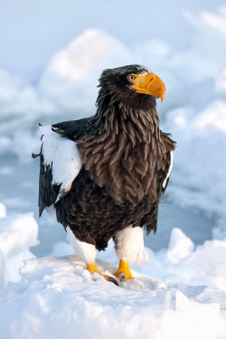 intothegreatunknown:  Steller’s Sea Eagle on Snow 