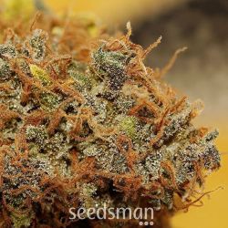 seedsmanseeds:    Closeup from same bud..