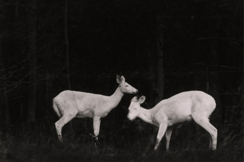 National Geographic, 1906 (photography by George Shiras III).Meet Grandfather Flash, the Pioneer of 