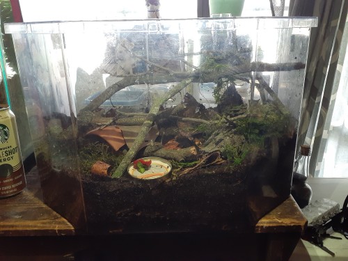 Millipedes Got A Huge Upgrade. I'm Super Happy With It