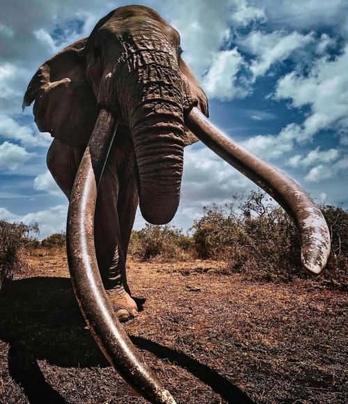 Photo by @markjdrury BiG Craig coming straight up to me to say hello. # #wild #kenya #nature #wildli