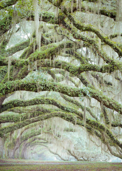 hueandeyephotography:  Resurrection Fern and Spanish Moss Living on Oak Limbs, near Charleston, SC © Doug Hickok  All Rights Reserved More here… hue and eye 
