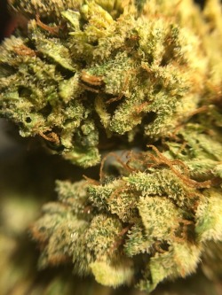 time2legalize:  Gorilla Glue #4