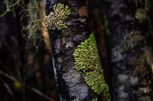 So many cool lichens out there.https://www.instagram.com/muka_nita/