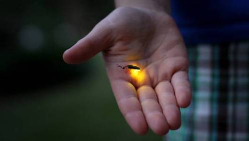 mothernaturenetwork: Why do fireflies glow?Wouldn’t it be cool if humans could flash a light from ou