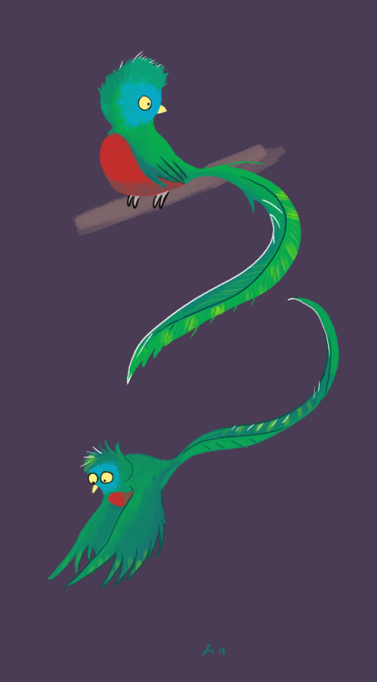some flashy quetzal bird designs