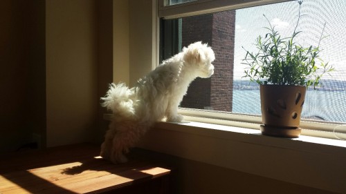 Small fluff looking out the window on a very nice day. 