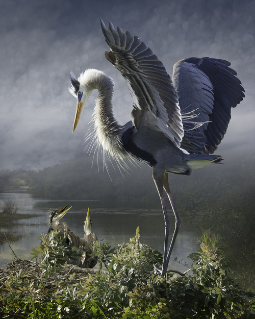 crossconnectmag:Envision Habitat - Composite Photographs by Cheryl MedowCherly Medow is a very patie