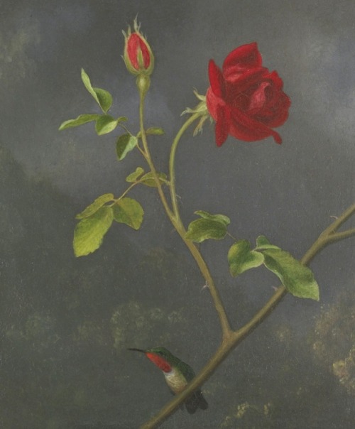 Martin Johnson Heade - Red rose with Ruby Throat - c. 1875-1883 - via Sotheby’s