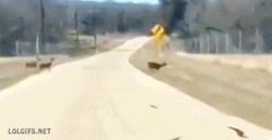 onlylolgifs:  When trying to impress your friends goes wrong 