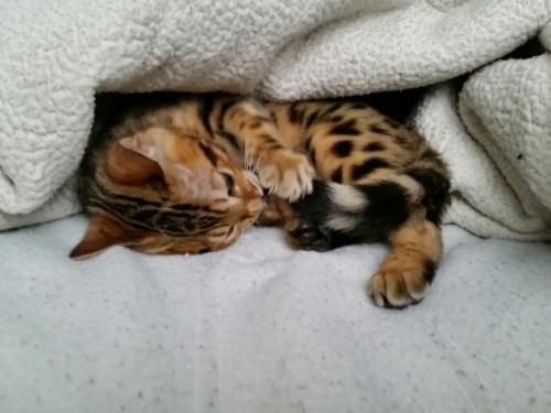 spookypons:  Cat gets eaten by blanket. 