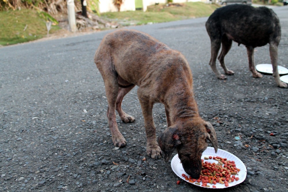 angelclark:  Curious Father Finds Out His Son Secretly Tends Starving Dogs http://noarmycanstopanidea.com/curious-father-finds-out-his-son-secretly-tends-starving-dogs/