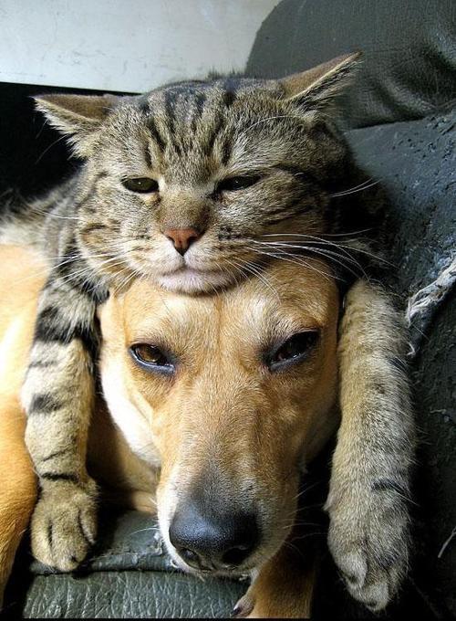 i-justreally-like-cats-okay:CAT and a dog… 