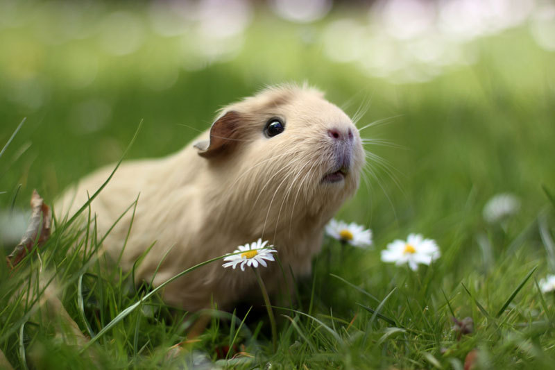 bobbycaputo:  Booboo, the World’s Cutest Guinea Pig Meet Booboo, a two-year