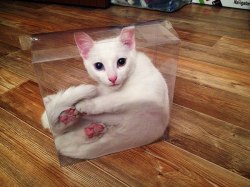 edwardspoonhands:  theadventuresofmichaelpawlak:  If you just had a clear box, you’d know that Schrodinger’s cat is alive and very confused.  Apparently cats are a liquid.