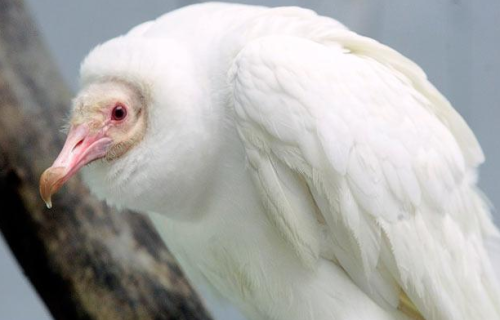 sixpenceee:  An albino vulture, the only one known in existence and just the second ever seen, sits on his perch at the World Bird Sanctuary in St Louis, Missouri. 