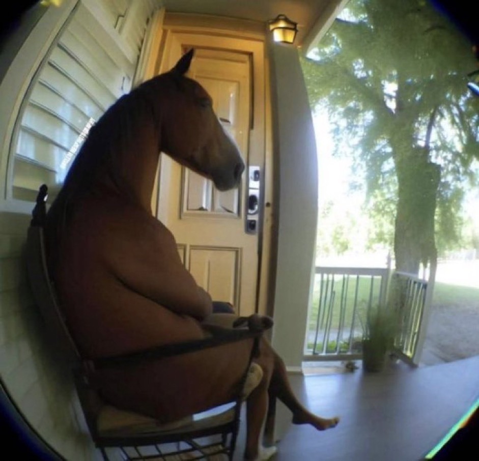 horse sitting cross legged on a porch(?)