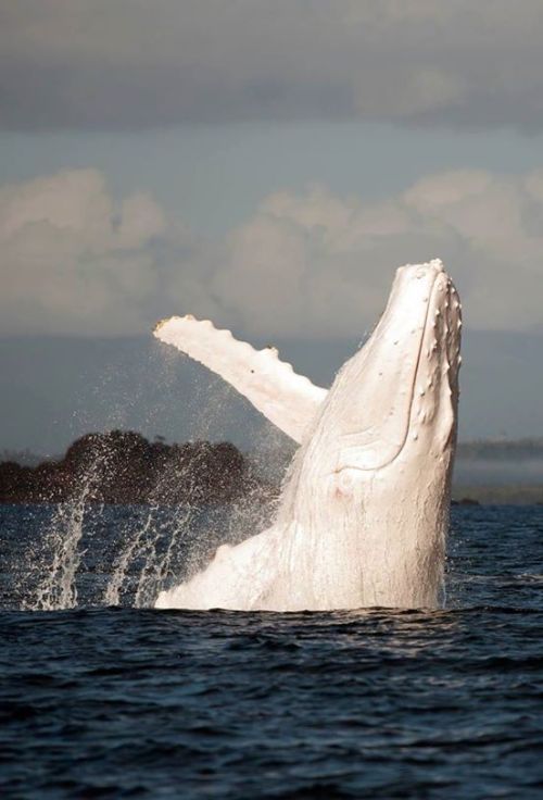 Everyone meet Migaloo. Migaloo is a beautiful white humpback whale, one of only two known. The other