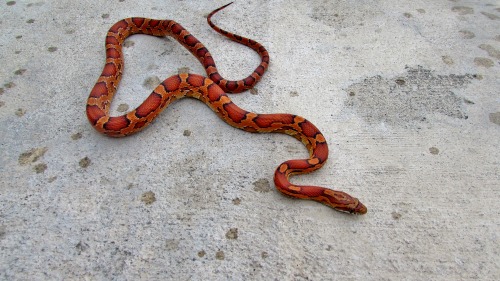 cornysnake:(click photos to see name, species, and morph!)Brumation crew (sans hornet)! These kids a