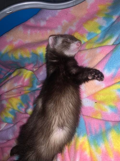 Good morning ☀️ from this sleepy Rocket man : ferrets