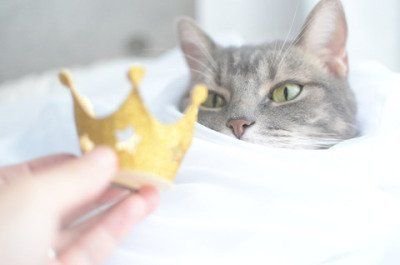 justcatposts: this is important