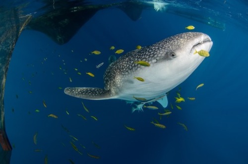 Porn Pics donutdoxy: mymodernmet: Majestic Whale Sharks